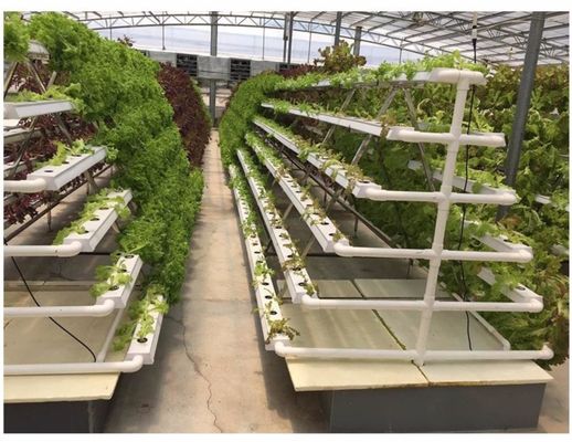 ระบบ LED Hydroponic ด้วยการชงอัตโนมัติ